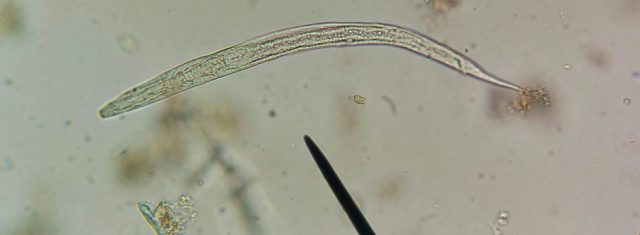 Wurmbefall unter dem Mikroskop dargestellt