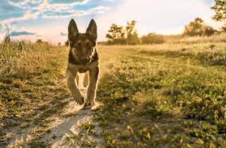 Kleiner Hund auf einem Feldweg